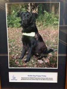 Finlay - the guide dog we raised money to buy and train.